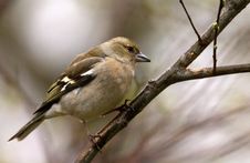 Chaffinch Stock Photo