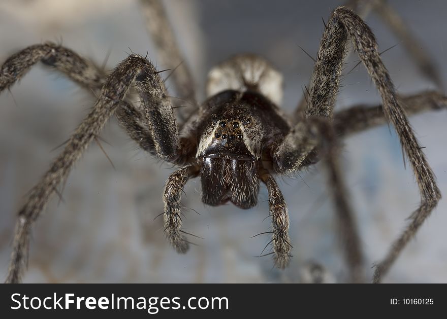 Portrait of spider, macro, close-up