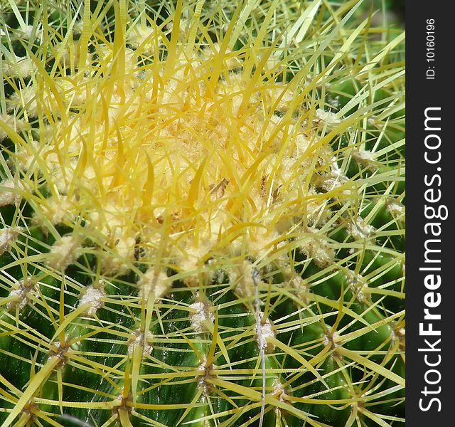 A top view of a golden barrel cactus, spikes and all.