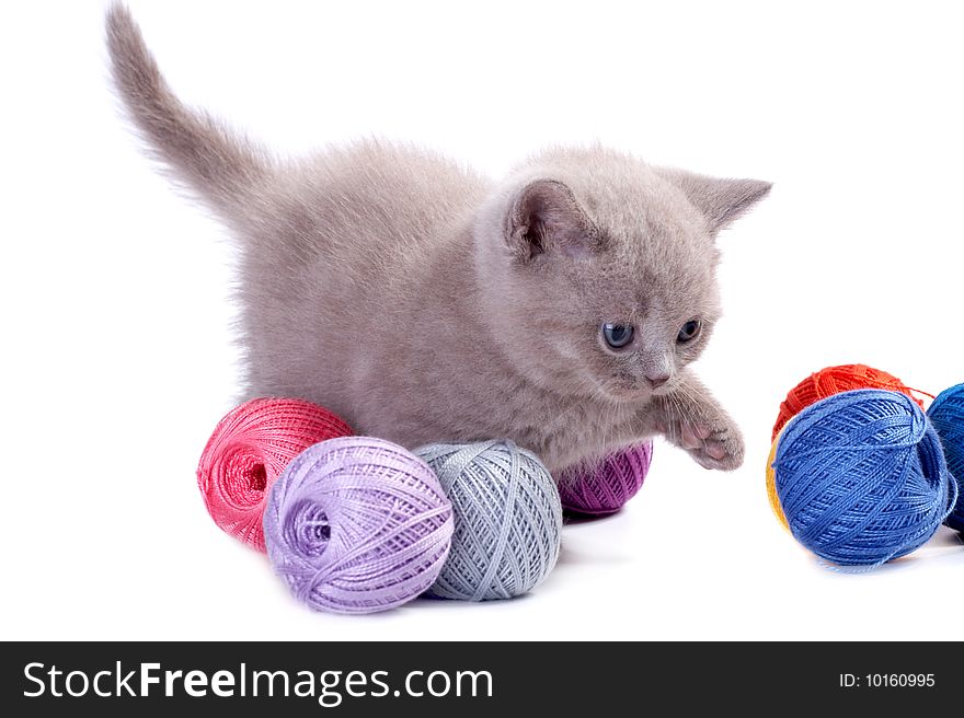 The British kitten plays on a white background