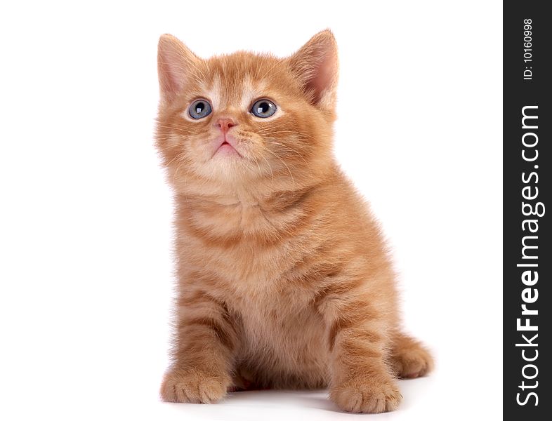 Red kitten on a white background. Red kitten on a white background