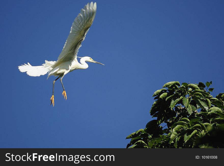 The white herons flying air. The white herons flying air