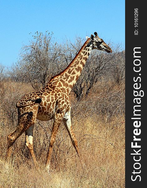 Giraffe in bushy savanna. Dry season. Tanzania, Ruaha National park.