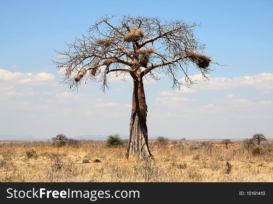 Thin baobab tree with large bird's nests. Savannah landscape. Dry season. Tanzania, Ruaha National park. Thin baobab tree with large bird's nests. Savannah landscape. Dry season. Tanzania, Ruaha National park.