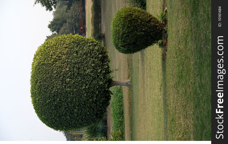 Geometrically trimmed plants in spherical and conical forms. Geometrically trimmed plants in spherical and conical forms