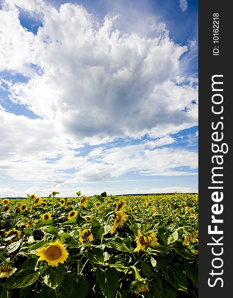 Sunflower field with cloudy sky