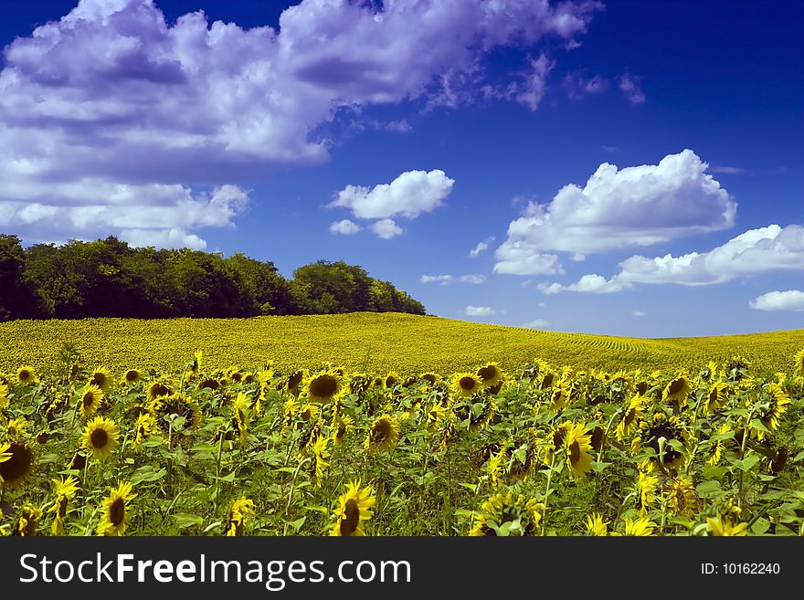 Sunny yellow sunflower field in summer.