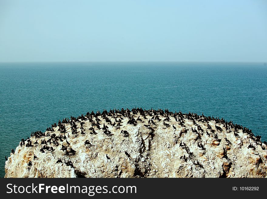 Rare birds, huge rocks, blue sea. Rare birds, huge rocks, blue sea