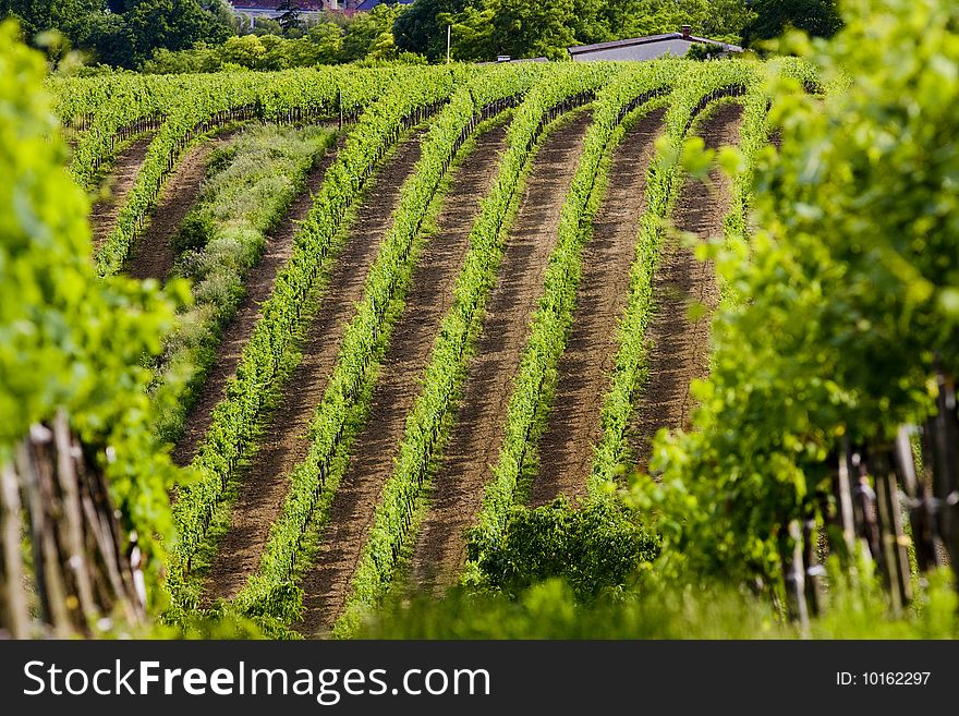 Vineyards, Southern Moravia, Czech Republic