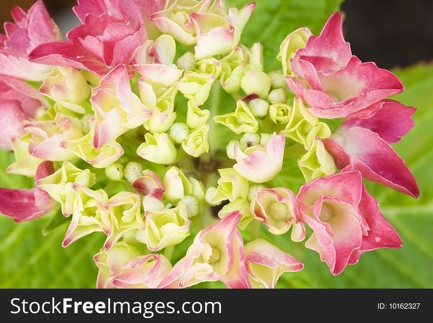 Pink Rhodedendron background texture with leaves