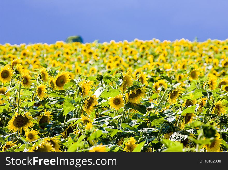 Surface of sunflowers in field. Surface of sunflowers in field