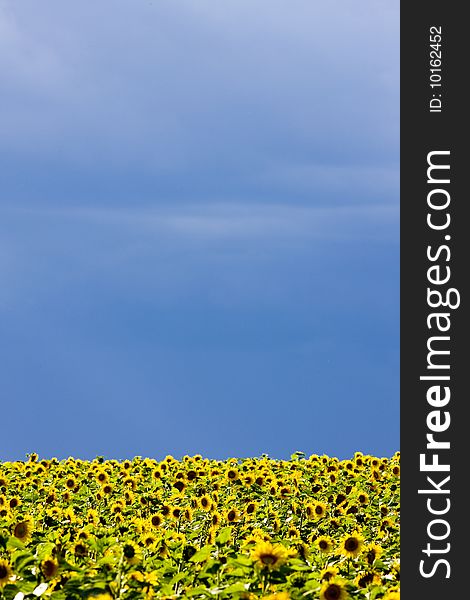 Sunflower field with back light