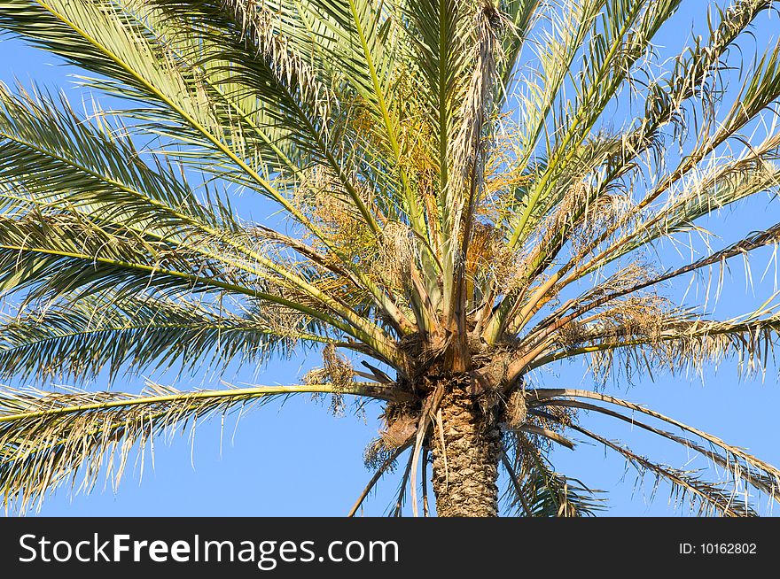 Krone palm tree against a background of sky
