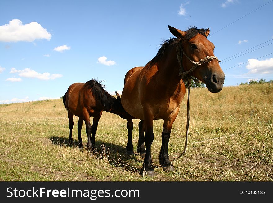 A Mare feeding her young on a pasture. A Mare feeding her young on a pasture