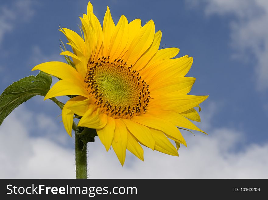 Picture of a sunflower againts cloudy sky