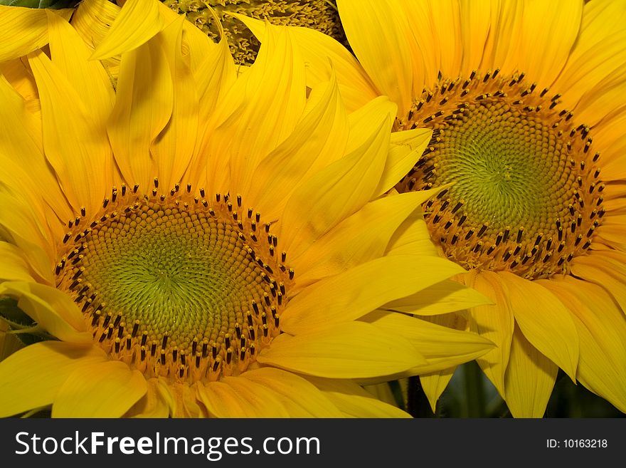 Closeup picture of two sunflowers