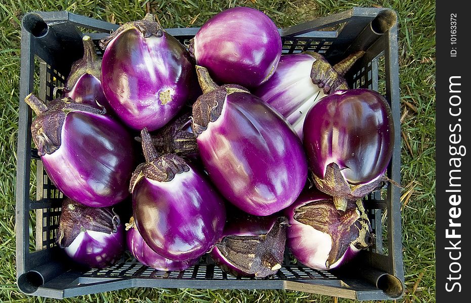 Purple aubergine fruit in sardinian summer. Purple aubergine fruit in sardinian summer.