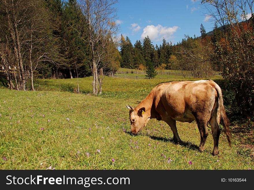Cow eating fresh grass with beautiful hills around. Cow eating fresh grass with beautiful hills around