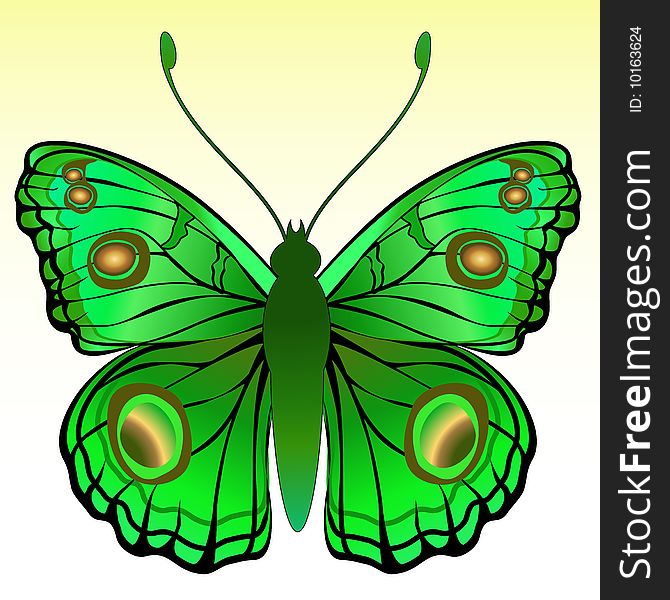 Vector Illustration of detailed Brightly coloured butterfly.