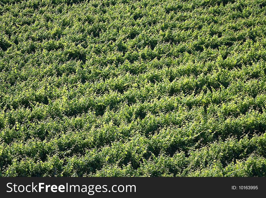 Close up of vineyard in Croatia, Istria