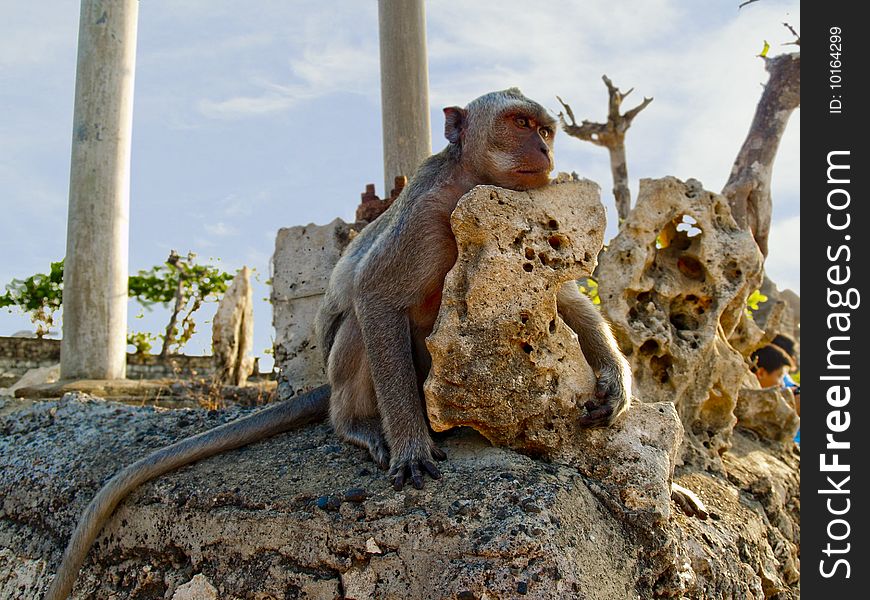 a monkey sitting on a stone