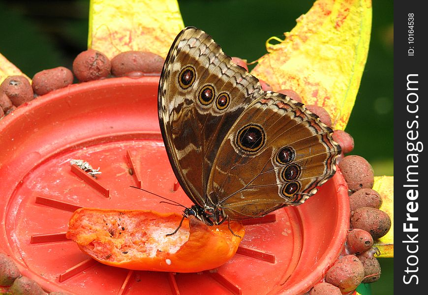 The Blue Morpho Butterfly (Morpho peleides) drinks the juices from rotting fruits for food. Blue Morpho butterflies live in the rainforests of South America, and can be found in Mexico and Central America