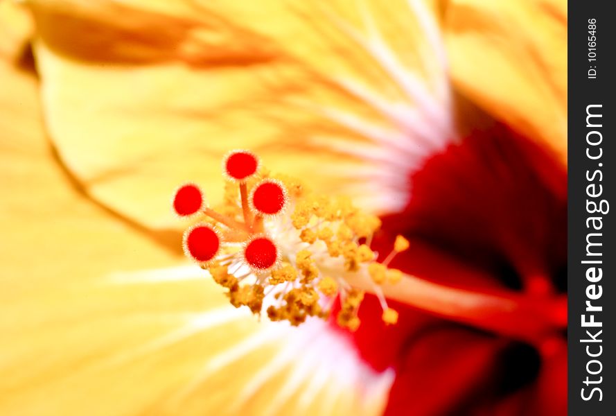 A flower displayed in a botanical garden