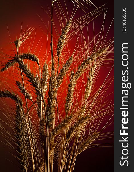 Closeup of wheat over red background