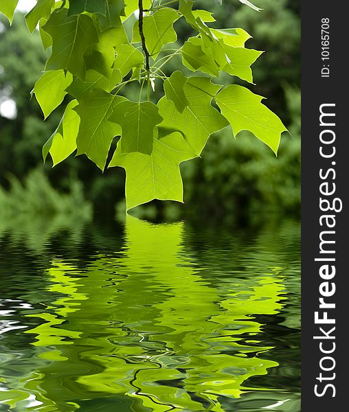 Green leaves and beautiful reflection
