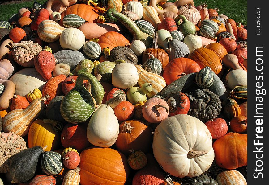 Pumpkins and gourds in field. Pumpkins and gourds in field