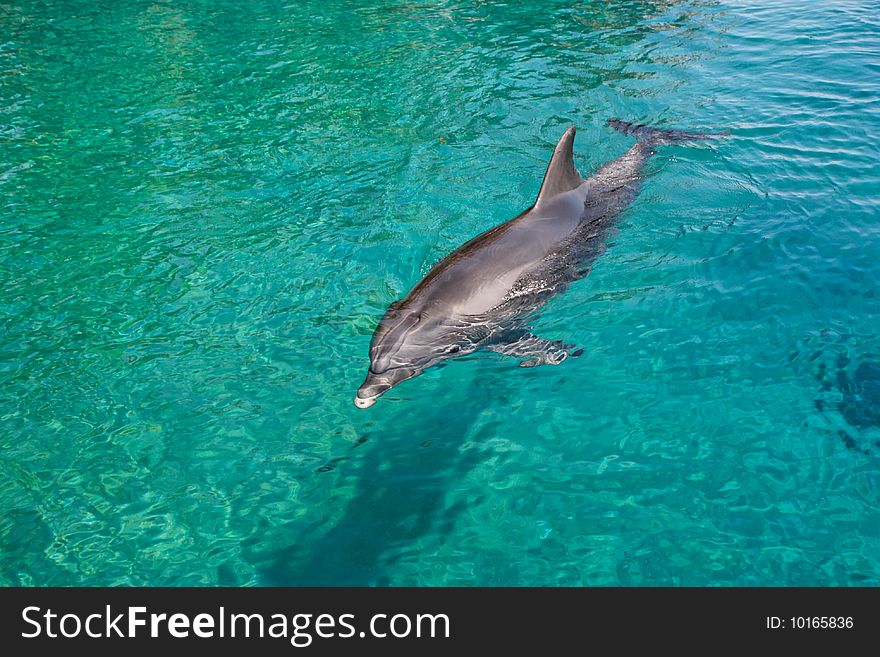 Bottlenose Dolphin In A Green Sea