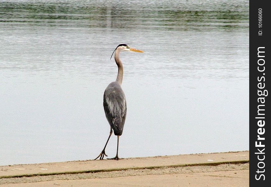 Great Blue Heron standing by the Tidal Basin in Washington, DC