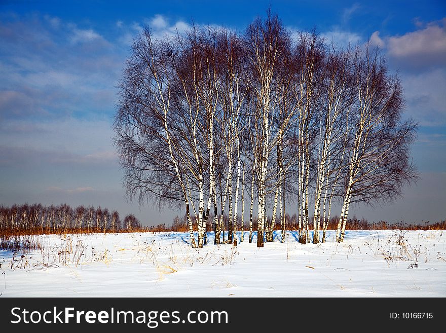 Some trees in winter field