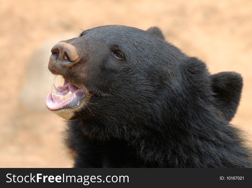 The bear is waiting for food.