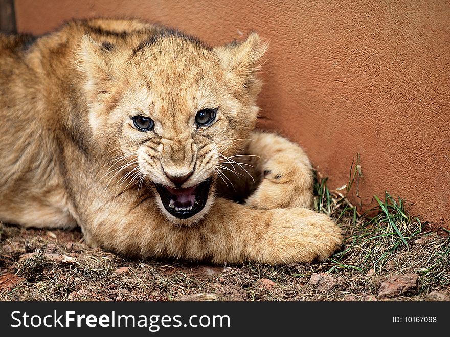 Lion cub is yawning to warn people approach.