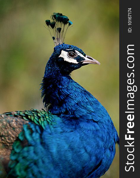 A beautiful profile of a male peacock.