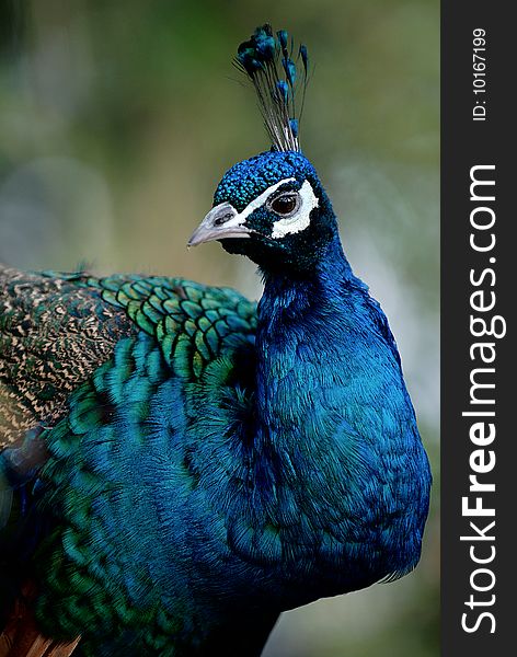 A beautiful profile of a male peacock.