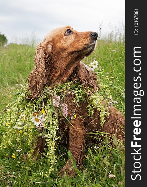 English cocker spaniel in flowers wreath against green grass