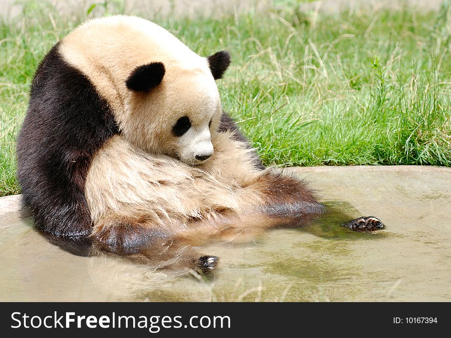 A panda is resting and his feet in the water, because the day I took the picture is so hot!