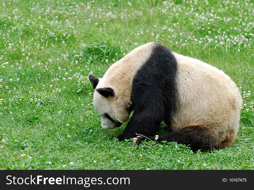 The panda is looking for nice grass to eat.