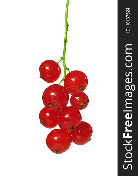 Red currants on white background