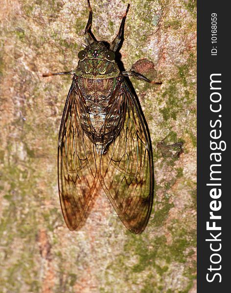 Noisy cicada rest on tree