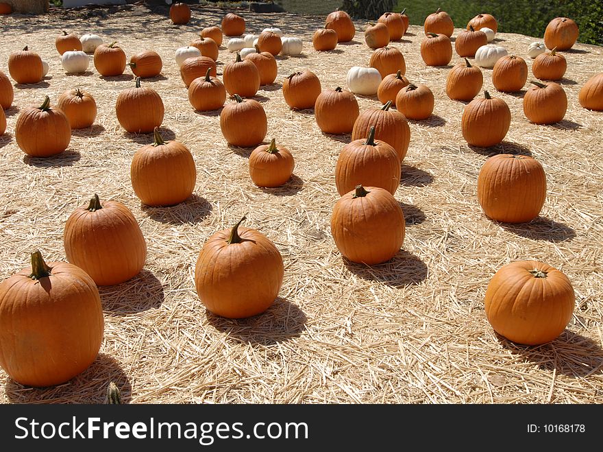 Halloween pumpkin patch on straw field