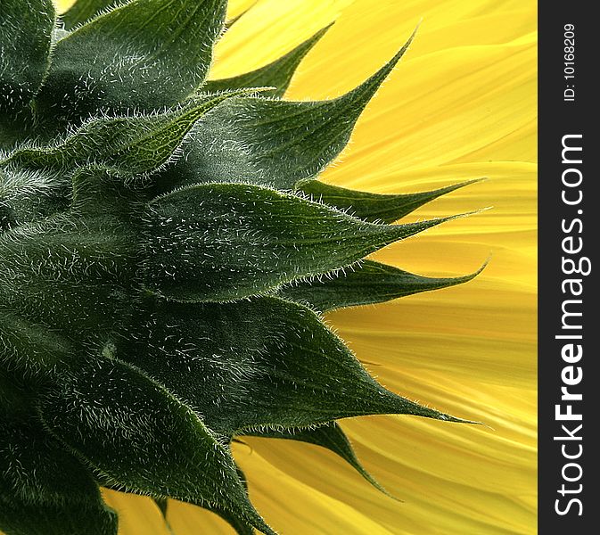 Sunflower Close Up image shot in studio