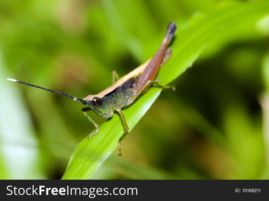 Colorful locust rest on grass