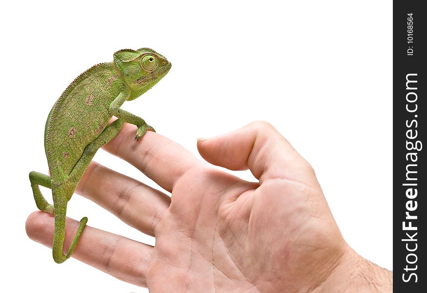 Close up of chameleon sitting on fingers. Close up of chameleon sitting on fingers