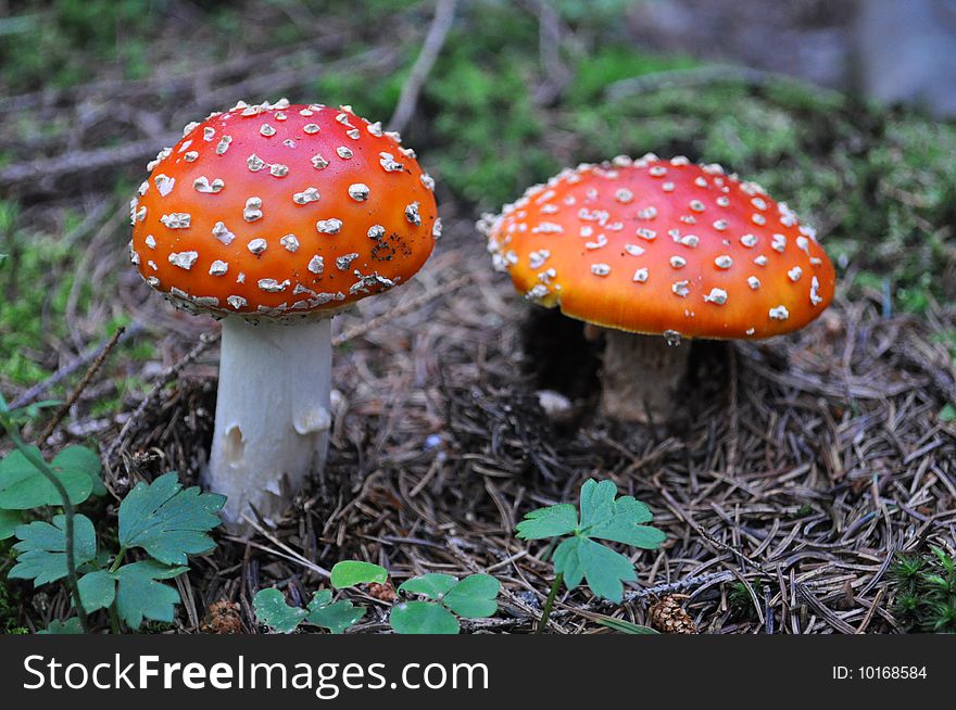 Double small mushrooms in forest