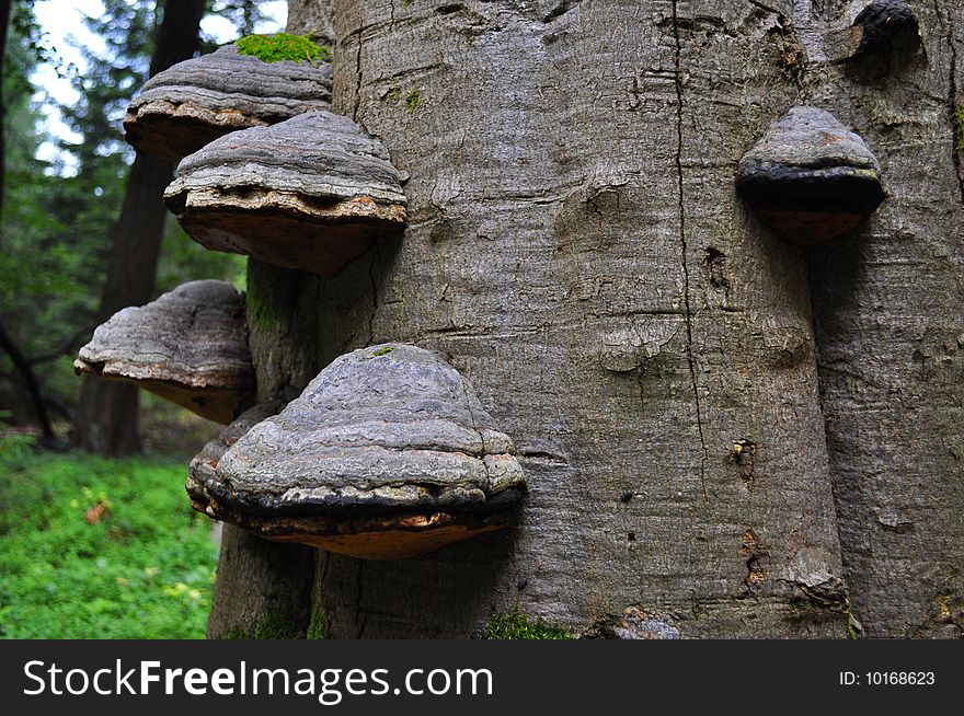 Mushrooms on tree in forest