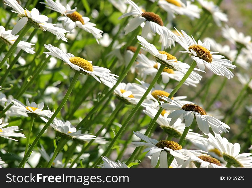 Field of daisies reaching for the sun