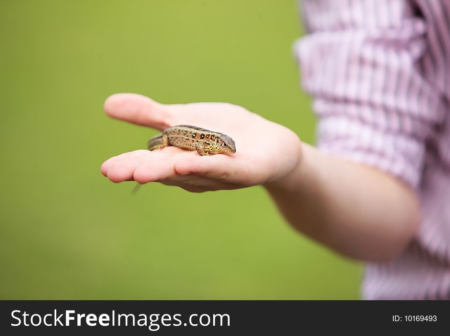 Lizard captured held in hand by small boy in the nature in shallow dof (dept of field). Lizard captured held in hand by small boy in the nature in shallow dof (dept of field)
